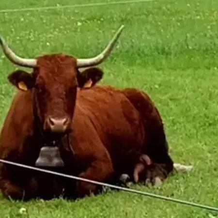 Vila 3 A Avec Piscine *
